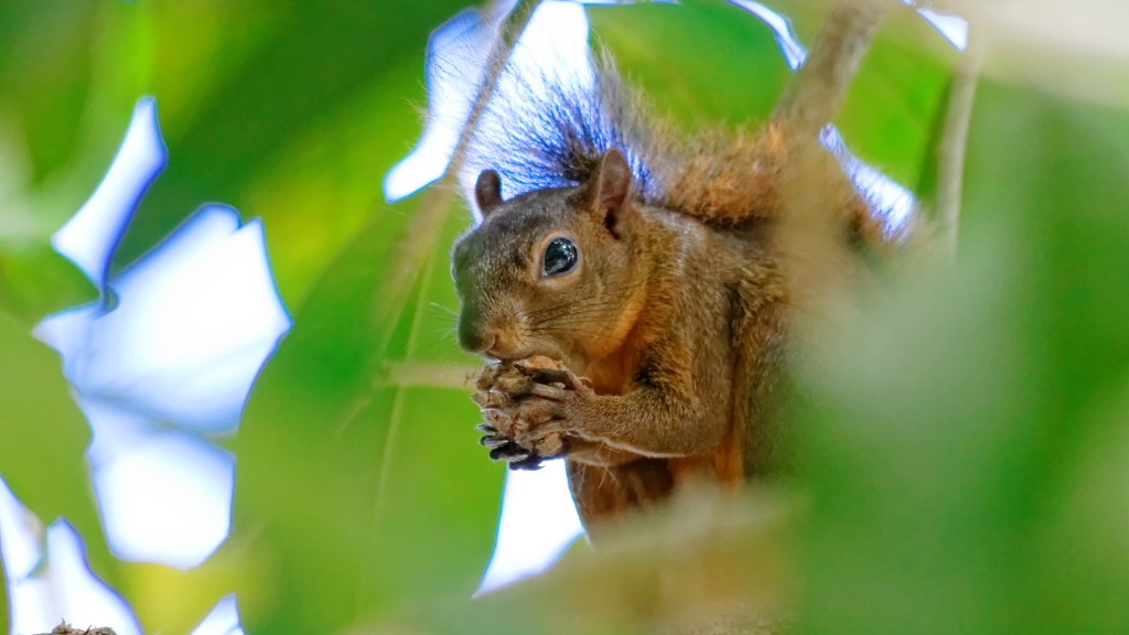 20 - Cahuita NP (06).jpg